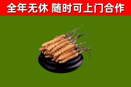 苗栗县回收冬虫夏草